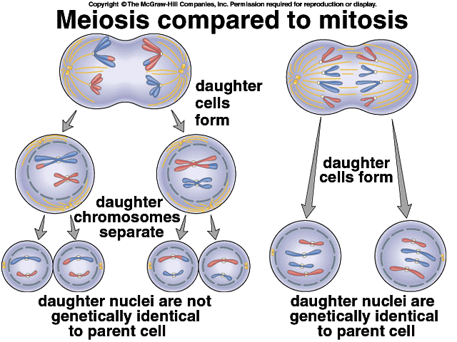 examples of mitosis and meiosis